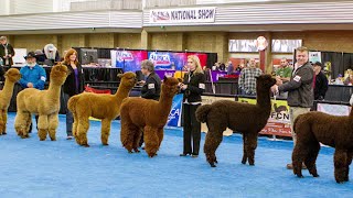 Alpaca Owners Association National Halter Show [upl. by Alauqahs]