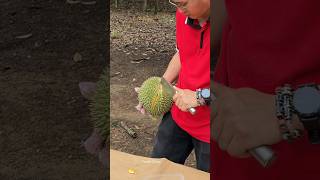 Durian Heaven Durian Cutting Master  Fruit Cutting Skills [upl. by Aninad94]