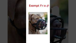 Dog Muzzles Basket Vs Fabric  Whats The Difference shorts dogbehaviour [upl. by Ayotaj593]