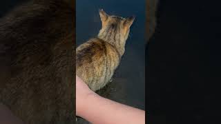 薄暗い夕方に小走りで挨拶しに来てくれるかわいい野良猫野良猫 shorts 猫 地域猫 [upl. by Beltran]