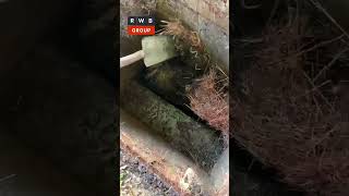 Watch Us Remove Huge Tree Roots from Drains—Unbelievable Transformation treeroots roots [upl. by Ortrude]