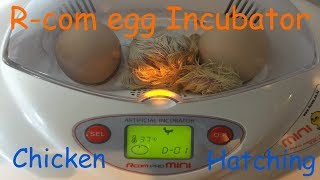 How to use Rcom mini egg incubator [upl. by Ymeraj856]