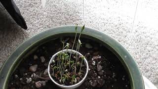 Watch seedlings grow rapidly [upl. by Esenej]