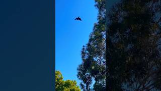 This is not the Crow but the Australian Raven This is how Australian Raven Make their callBirds [upl. by Gnoud]