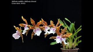 Miltonia e Cattleya labiata Dicas de Cultivo de Orquídeas [upl. by Juni]