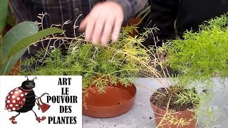 JardinageComment faire lentretien et arrosage des plantes vertes dintérieur [upl. by Darrill]