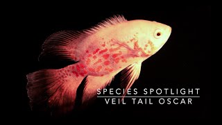 Species Spotlight  Veil Tail Oscar [upl. by Dalpe211]