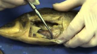 Perch dissection [upl. by Dicky]