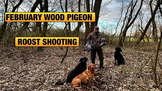 Wood PIgeon Hunting  Last Day Of Our Wood PIgeon Roost Shooting [upl. by Zigrang62]