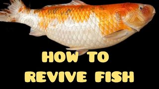 HOW TO REVIVE FISH PAANO BUBUHAYIN ANG KOI NA MALAPIT NG MAMATAYHow to revive fish [upl. by Ziul]