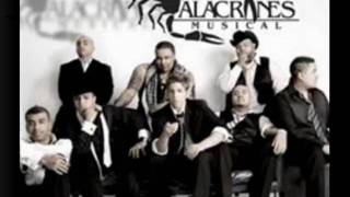 alacranes musical espinoza pazcomo una gelatina buen audio [upl. by Malchy]