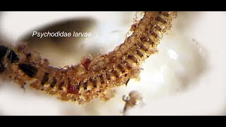 Psychodidae larva [upl. by Fortin502]