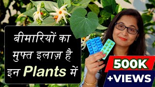 🔴💊 7 Medicinal Plants their uses for Healthy Life  Ayurvedic Plants gardening ayurvedicplants [upl. by Edrei]