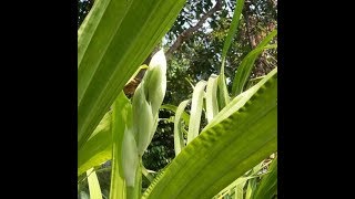 Long spike on Phaius tankervilleae  armodorum sulingi  Garden tour 16 [upl. by Adelric]