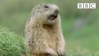 Funny talking animals Alan Alan Steve  Walk on the Wild Side  BBC [upl. by Ahsak]