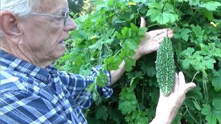 BITTER MELON  NEW TRELLIS amp HARVEST  HOW TO DO IT OAG 2016 [upl. by Naujahs]