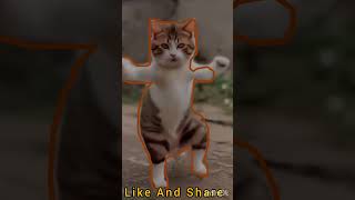 Billi ki comedy shortvideo funny shortvideo [upl. by Euqenimod]