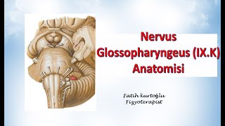 Nervus Glossopharyngeus  Neuroanatomy  Nöroanatomi Konu Anlatımı 23 [upl. by Haberman]