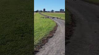 Migratory birds a short break and hundreds of kilometers again Ottawa November 24 [upl. by Rubel]