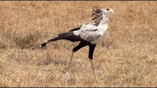 African Safari  2021 day 4 PM  Ol Pejeta Kenya full length [upl. by Charbonnier]