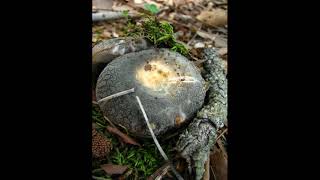 Russula crustosa [upl. by Vanny592]