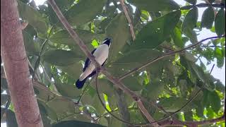 BIGODINHO CANTANDO NA NATUREZA [upl. by Einyaj]