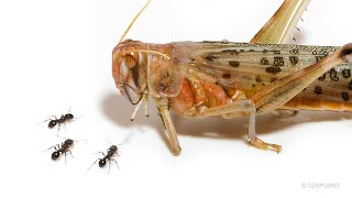 Ants vs Giant Desert Locust Timelapse [upl. by Quenna699]