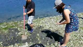 Clam Digging at Birch Bay [upl. by Nadaba]