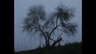 Niñas amarradas de árbol encueradas y violadas en guerrero MeDuelesMexico [upl. by Carmela532]