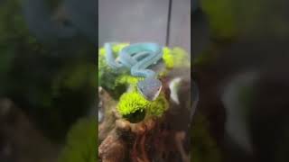 Amazing blue snake Blue insularis pit viper reptiles pitviper venomoussnakes zookeeper snek [upl. by Anyr82]