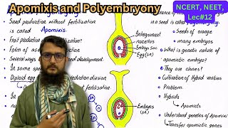 Apomixis and Polyembryony  class 12 [upl. by Ahter]