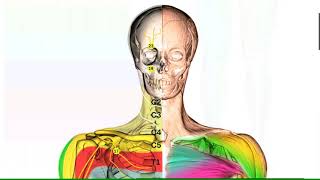 Segmental innervation of the body [upl. by Aitret566]