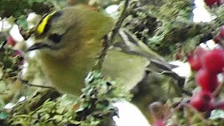 Goldcrest Bird Amongst The Berries  Roitelet huppé [upl. by Joana]