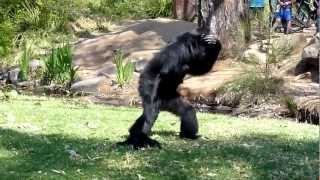 BEST VIDEO EVER  Incredible Screaming Apes [upl. by Natrav]