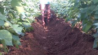 Plough with power weeder in cotton for final intercultivation [upl. by Florina]