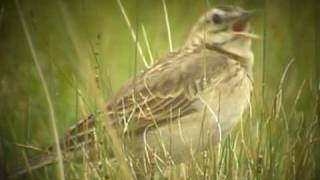 Richards Pipit [upl. by Rusty]