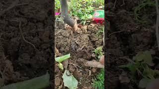 Gamle ka mitti ko gurai karna chahie gardening plantsngardens garden shortvideo [upl. by Yenar]