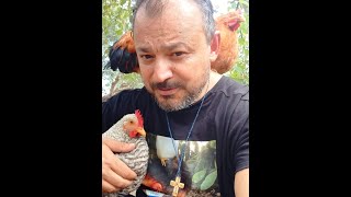 Always💞🐓togetherI met people and loved animals natural animal rooster mountain adventure [upl. by Raychel]