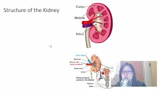 Chap 14 Part 2 Osmoregulation  Cambridge ALevel 9700 Biology [upl. by Lennad]