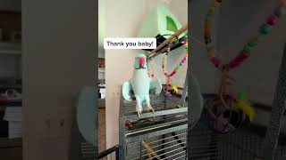 Chatty Little Bird🐦🐦pets cute birds bird fyp fypシ゚viral [upl. by Ekihc]