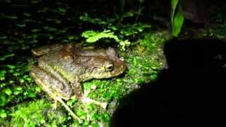 Endemic  Boulengers backpack frog  Cryptobatrachus boulengeri  Sierra Nevada de Santa Marta [upl. by Amye988]