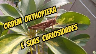 ORDEM ORTHOPTERA E SUAS CURIOSIDADES [upl. by Tihw390]