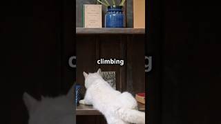 How a Cat Tree Can Save Your Furniturecatlover pets yourcat cat cats happycat [upl. by Holihs]