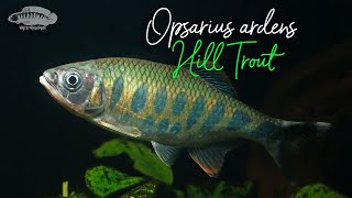 Underwater Biotope Video Opsarius ardens  Western Ghat Hill Trout  aquariumfish [upl. by Ginder]