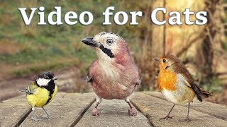 Videos for Cats to Watch  8 Hour Birds Bonanza  Cat TV Bird Watch [upl. by Michelle]