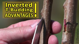 GRAFTING PEACH PLUM APRICOT CITRUS  Using INVERTED TBUDDING  GRAFTING FRUIT TREES [upl. by Kassia]