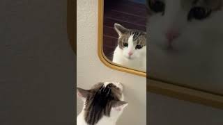 Reacción de gatos al ver su propio reflejo en un espejo [upl. by Wrench564]