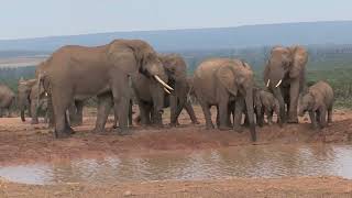 African Elephant Wonders A Captivating Compilation of Wildlife Moments [upl. by Esadnac723]