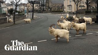 Goats take over empty Welsh streets as residents observe coronavirus lockdown [upl. by Bachman477]