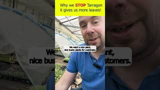 Why we STOP Tarragon plants [upl. by Coltson]